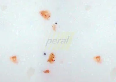 Искусственный камень Bienstone